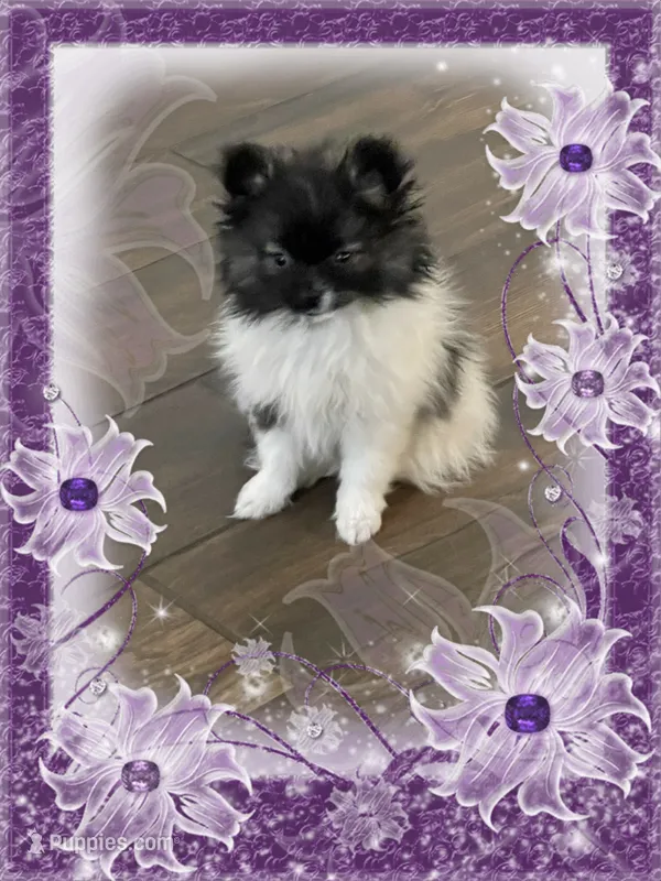 Lottie – Pomeranian puppy for sale in Titus, AL