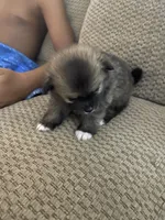 Bailey, a female Pomeranian for sale in Titus, AL – 2 of 10