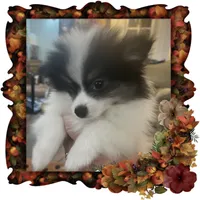 Happy Pending, a male Pomeranian for sale in Titus, AL – 2 of 8