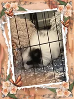 Mystical is Pending, a female Pomeranian for sale in Titus, AL – 6 of 8