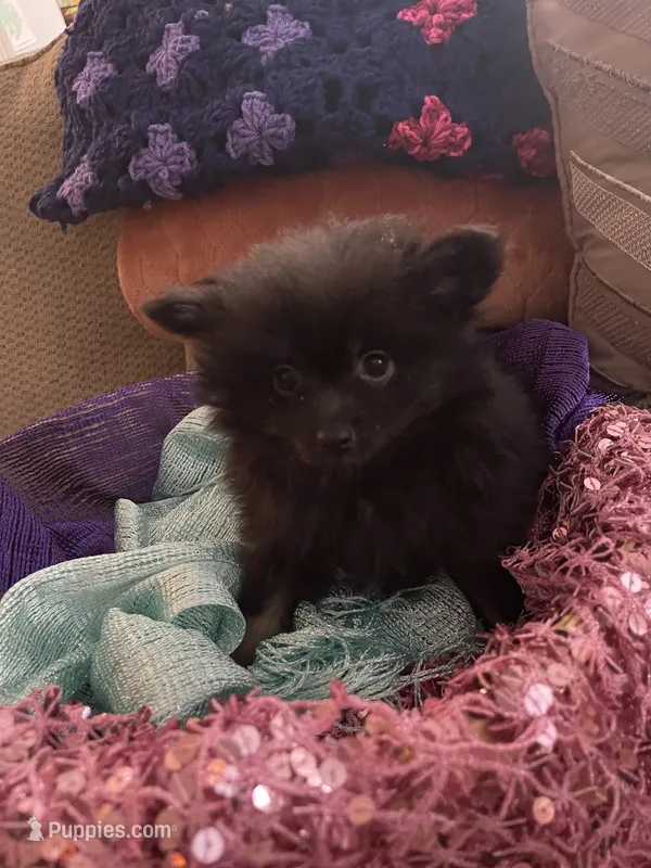 Ellie – Pomeranian puppy for sale in Titus, AL