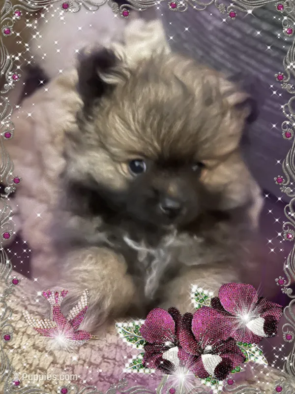 Furby – Pomeranian puppy on hold in Titus, AL
