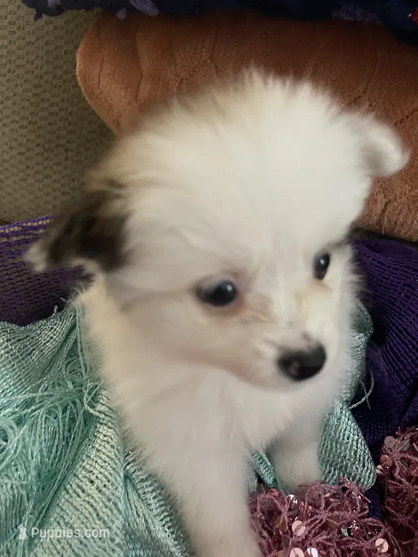 Kelly – Pomeranian puppy for sale in Titus, AL