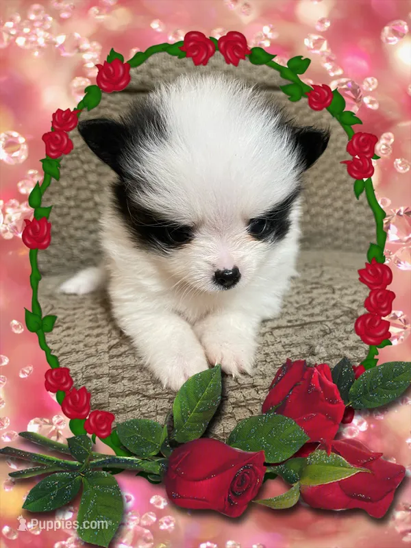 JoJo – Pomeranian puppy for sale in Titus, AL