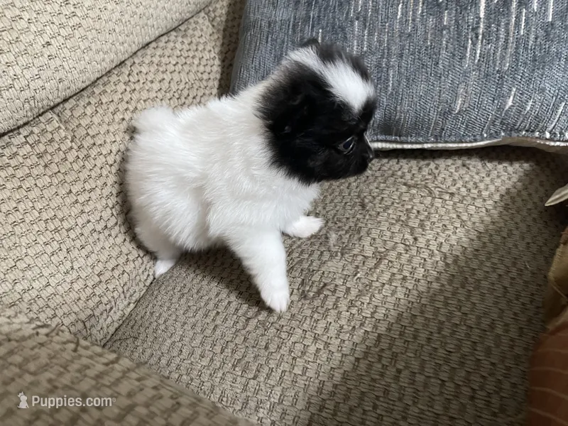 Icee – Pomeranian puppy for sale in Titus, AL