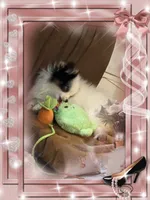 Mystical is Pending, a female Pomeranian for sale in Titus, AL – 8 of 8