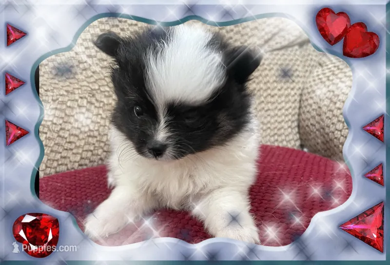 Georgie – Pomeranian puppy for sale in Titus, AL