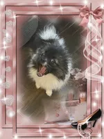 Bellisimo aka Lottie, a female Pomeranian for sale in Titus, AL – 1 of 8