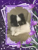 PBJ aka Georgie, a male Pomeranian for sale in Titus, AL – 6 of 9