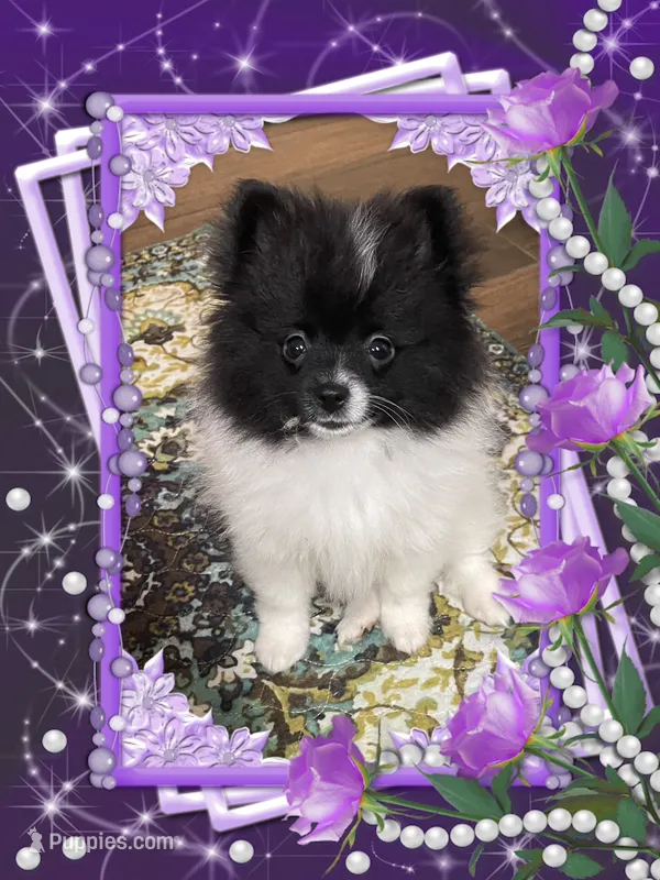 Bartie aka Davie – Pomeranian puppy for sale in Titus, AL