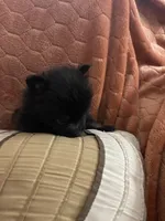 Ellie Pending, a female Pomeranian for sale in Titus, AL – 2 of 9