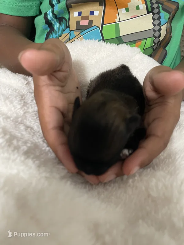 Furby – Pomeranian puppy for sale in Titus, AL