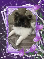 Bellisimo, a female Pomeranian for sale in Titus, AL – 4 of 4