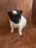 Icee, a male Pomeranian for sale in Titus, AL – 5 of 9