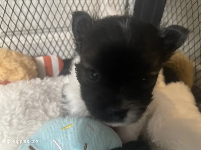 Lottie – Pomeranian puppy for sale in Titus, AL