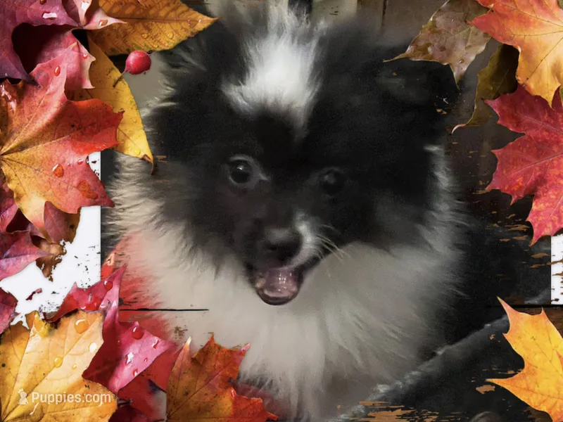 Icee – Pomeranian puppy for sale in Titus, AL