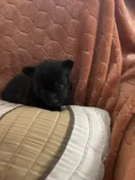 Ellie Pending, a female Pomeranian for sale in Titus, AL – 9 of 9