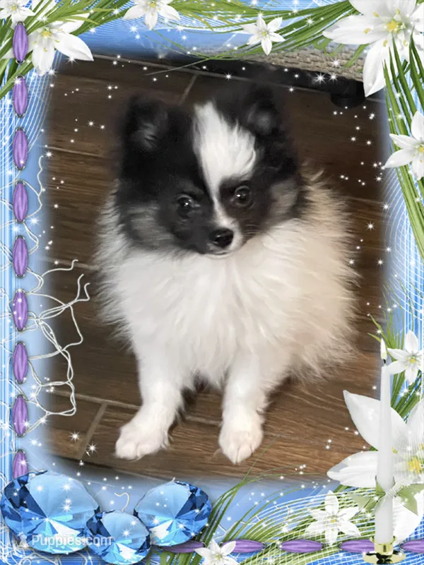 Caspar aka Icee – Pomeranian puppy for sale in Titus, AL