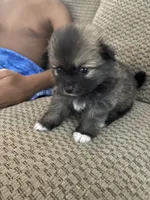 Bailey, a female Pomeranian for sale in Titus, AL – 3 of 10
