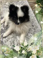 PBJ aka Georgie, a male Pomeranian for sale in Titus, AL – 2 of 9