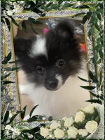 Caspar aka Icee, a male Pomeranian for sale in Titus, AL – 5 of 6