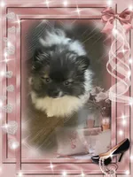 Bellisimo aka Lottie, a female Pomeranian for sale in Titus, AL – 2 of 8