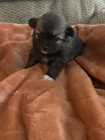 Bailey, a female Pomeranian for sale in Titus, AL – 6 of 10