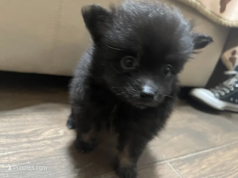 Ellie Pending – Pomeranian puppy for sale in Titus, AL