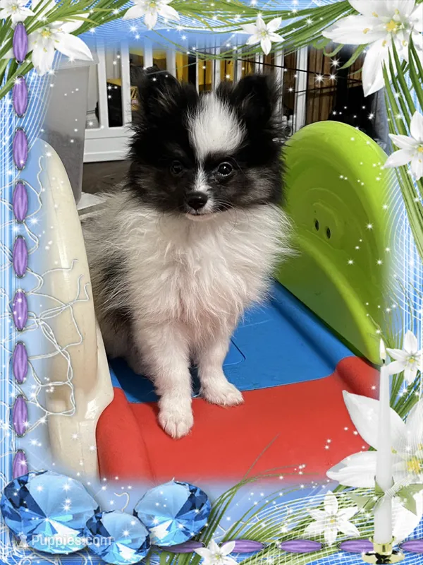 PBJ aka Georgie – Pomeranian puppy for sale in Titus, AL