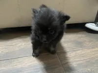 Ellie, a female Pomeranian for sale in Titus, AL – 4 of 9