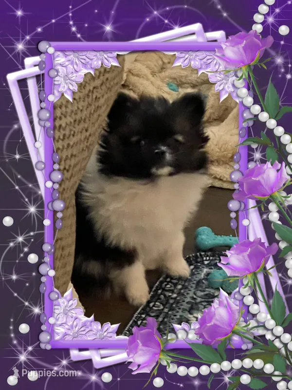 Lottie – Pomeranian puppy for sale in Titus, AL