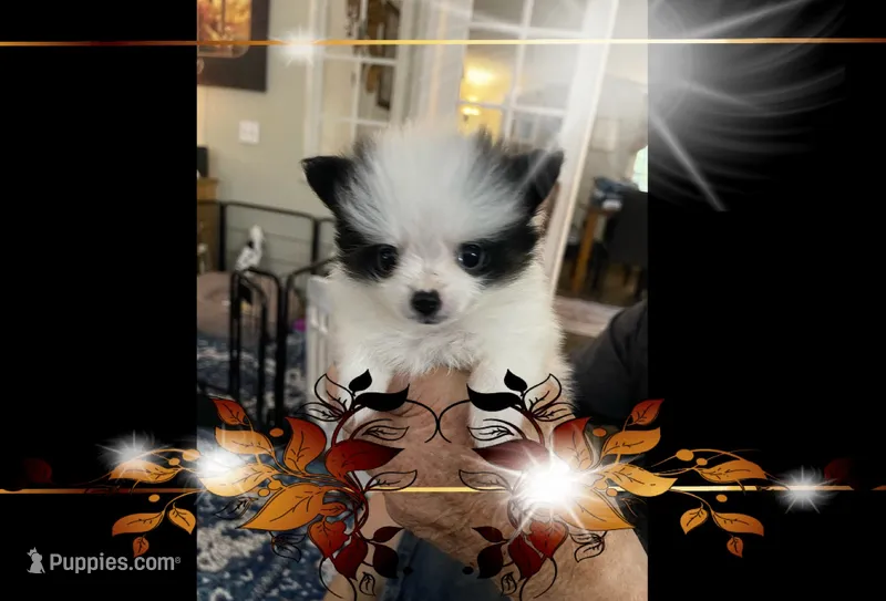 JoJo – Pomeranian puppy for sale in Titus, AL