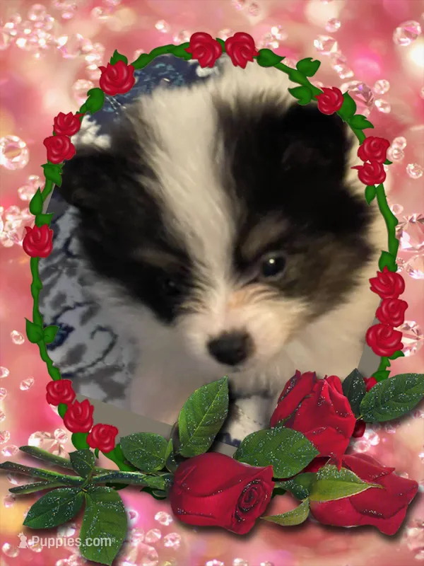 Happy – Pomeranian puppy for sale in Titus, AL