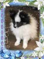Caspar aka Icee, a male Pomeranian for sale in Titus, AL – 2 of 6