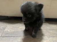 Ellie, a female Pomeranian for sale in Titus, AL – 2 of 9