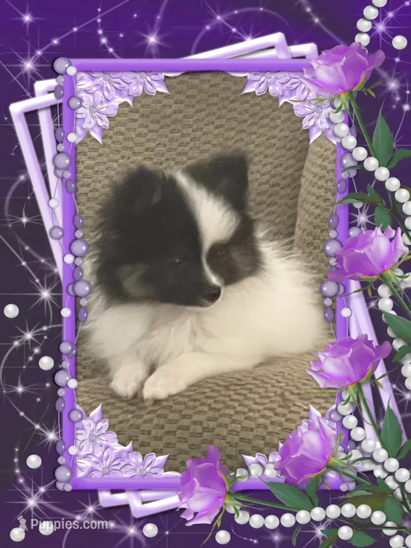 Georgie – Pomeranian puppy for sale in Titus, AL