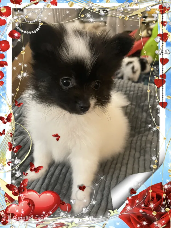 Icee – Pomeranian puppy for sale in Titus, AL