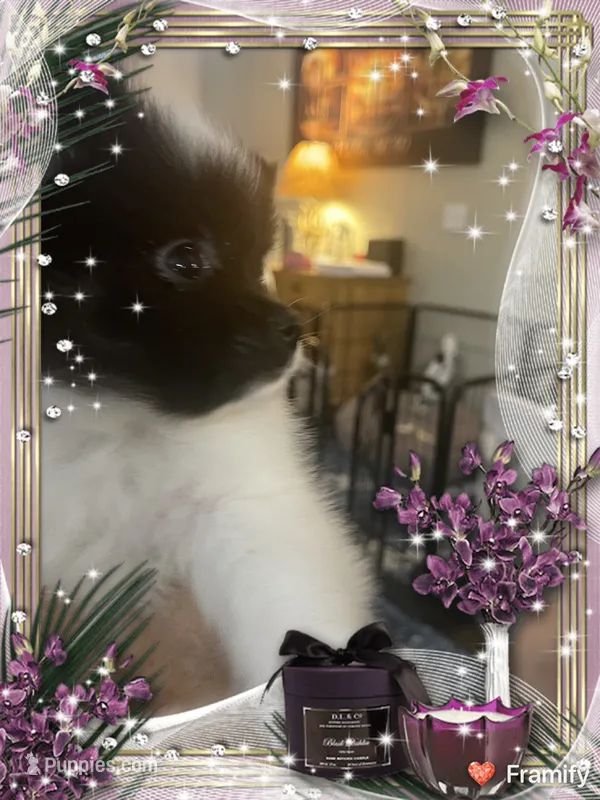 Icee – Pomeranian puppy for sale in Titus, AL
