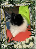 Bartie aka Davie, a male Pomeranian for sale in Titus, AL – 8 of 9