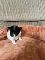Davie, a male Pomeranian for sale in Titus, AL – 6 of 10