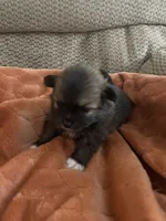 Bailey, a female Pomeranian for sale in Titus, AL – 4 of 10