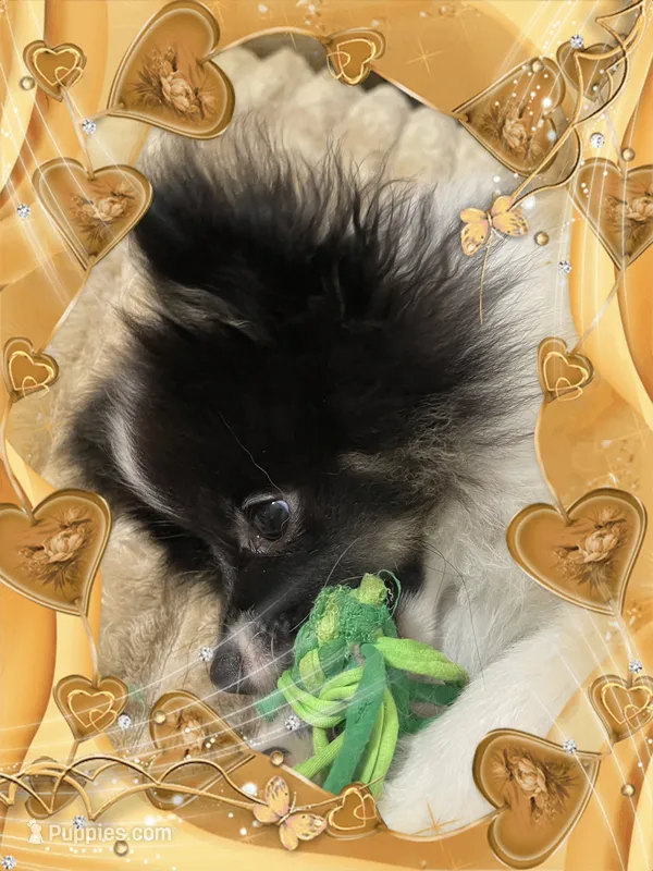 Caspar aka Icee – Pomeranian puppy for sale in Titus, AL