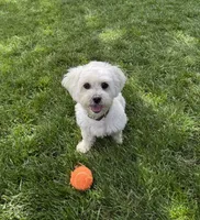 Marcella , a female Shihpoo for sale in Indian Trail, NC – 2 of 2