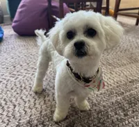 Marcella , a female Shihpoo for sale in Indian Trail, NC – 1 of 2