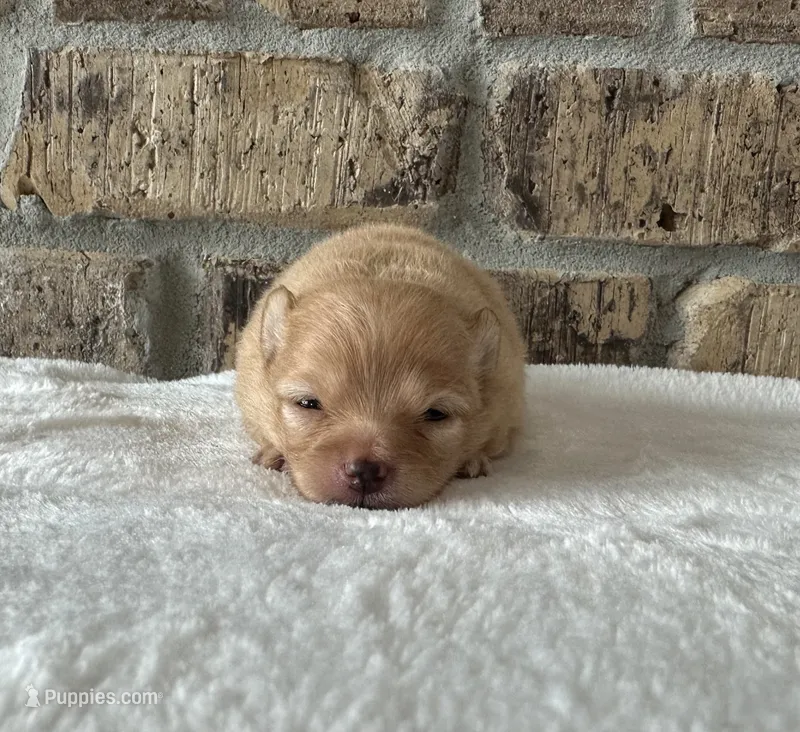 Maple  – Pomeranian puppy for sale in Stringer, MS