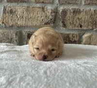 Maple , a female Pomeranian for sale in Stringer, MS – 1 of 5