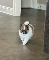 Zoe, a female Pomsky for sale in Stringer, MS – 4 of 8