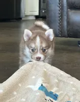 Puppy Kira , a female Siberian Husky and Pomeranian for sale in Stringer, MS – 2 of 9
