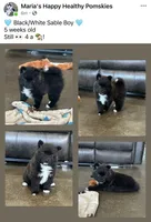 Puppy Dakota, a male Siberian Husky and Pomeranian for sale in Stringer, MS – 8 of 8