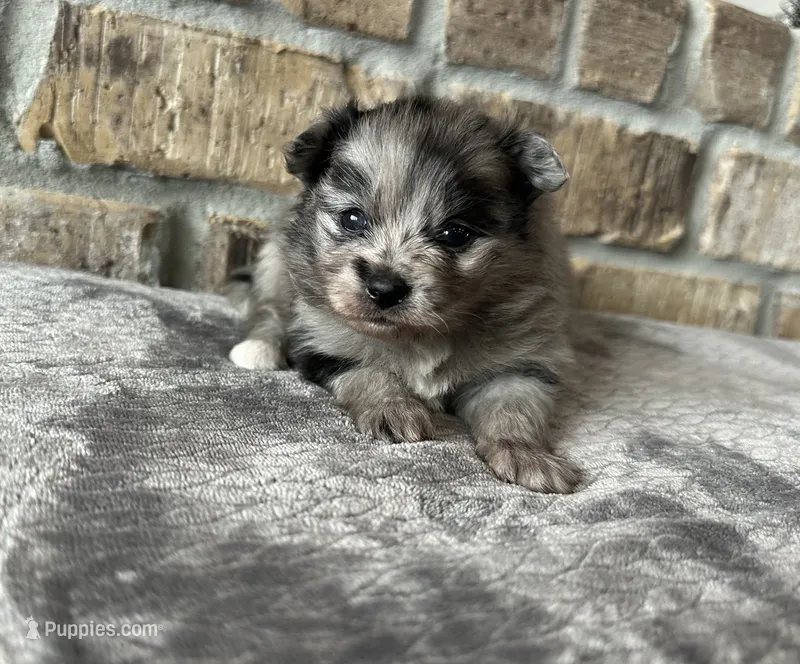 Nova  – Pomeranian puppy for sale in Stringer, MS